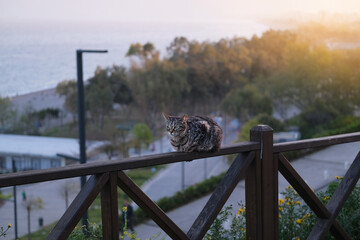 Cat sits on a wooden railing against the backdrop of the sea in the evening