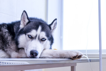 Portrait siberian husky dog lies with dropper in his paw in veterinary clinic.