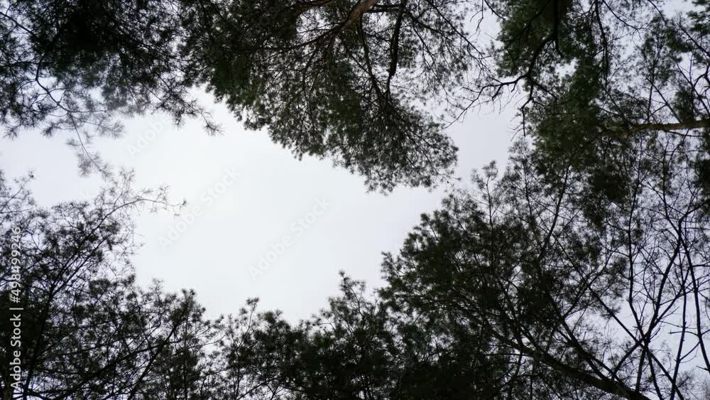 Poster trees with the wind blowing through their branches from below