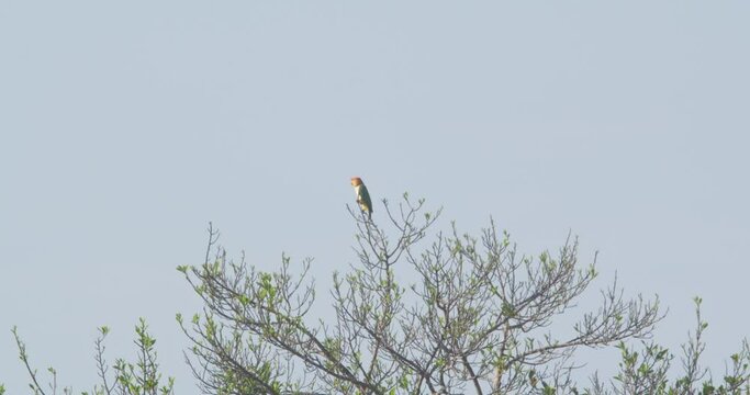 White bellied parrot sitting on the tip of a tree calling against the plain blue sky