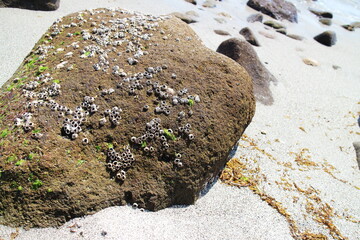 岩に固着するフジツボの海岸