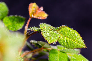 rose leaves on a black background