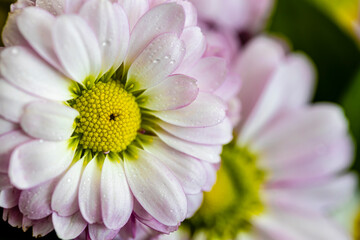 Beautiful pink daisies with dew drops close-up. Macro. Flowers.