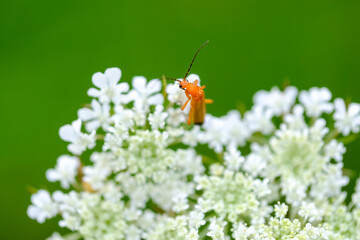 Macrophotography nature, Macro flowers, kwiaty, fotografia makro