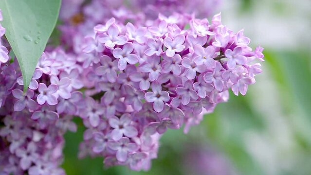 Branch with spring lilac flowers in garden isolated background.