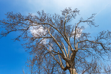 Bare tree in Springtime. Close-up of a Leafless Plane Tree against a clear blue sky with clouds. Veneto, Italy, Europe.
