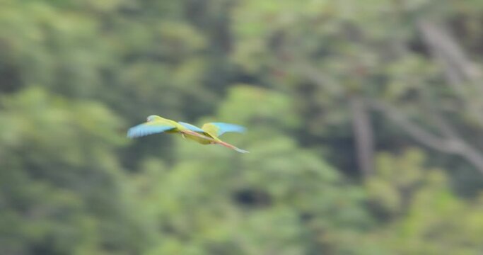 Pair of blue headed macaw flying across the Peruvian forest Panning shot