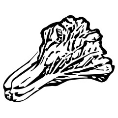 Lettuce Line Drawing Sketch for personal or business. Easy to Edit. Vector Illustration.