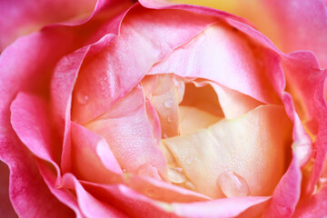 Rose flower macro. Pink rose flower close up. High quality natural background.