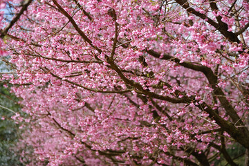 Branches of blossoming cherry