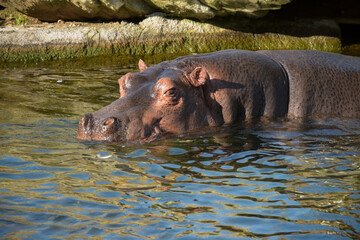 beautiful hippopotamus portrait in the water