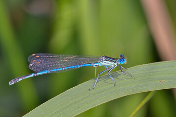 Blaue Federlibelle männl.