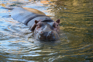 beautiful hippopotamus portrait in the water