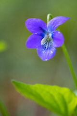 Macrophotography nature, Macro flowers, kwiaty, fotografia makro