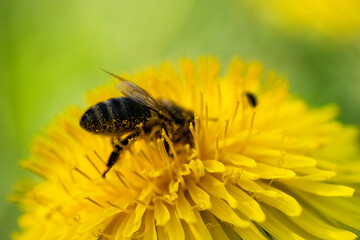 Macrophotography nature, Macro flowers, kwiaty, fotografia makro
