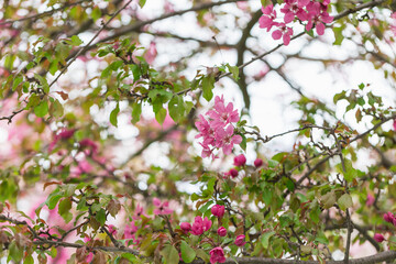 Blooming branches of Malus floribunda or Japanese flowering crab apple and sky. Spring season in park. Close-up, soft selective focus