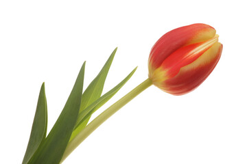 A red and yellow Tulip isolated on white
