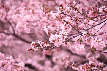 満開に花を咲かせた公園の桜の木