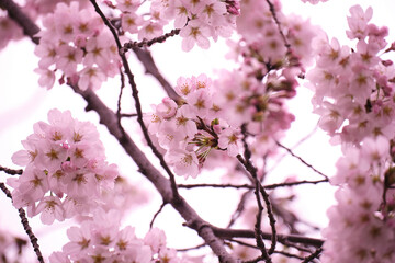 満開に花を咲かせた公園の桜の木