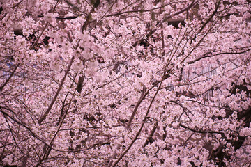 満開に花を咲かせた公園の桜の木