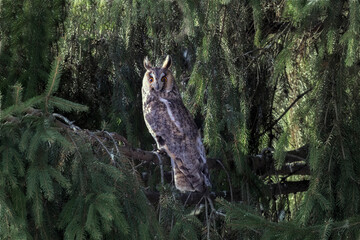 Adult Long-eared owl perched on a fir tree branch