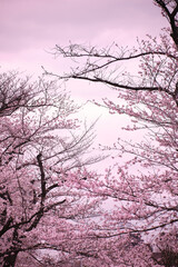 満開に花を咲かせた公園の桜の木