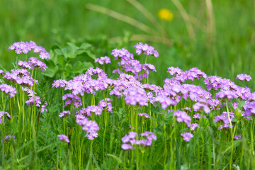 Obraz premium Blooming meadow primrose on a background of green grass