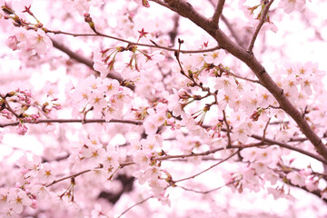 満開に花を咲かせた公園の桜の木