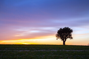 Fototapeta premium Copy Space Tree Sunset