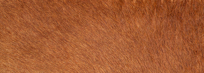 close up photo of brown fur texture background	