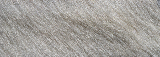 close up photo of gray fur texture background	