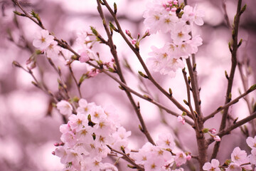 満開に花を咲かせた公園の桜の木