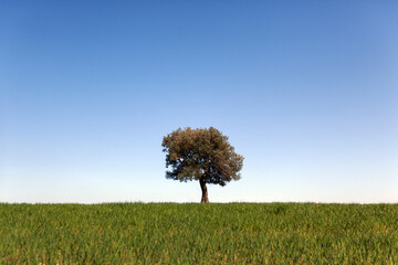 One Tree