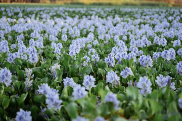 pond full of Water hyacinth or Eichhornia crassipes free-floating and flowering invasive aquatic plant originated from Amazon Basin, South America. It has spread mainly to the tropics and subtropics 