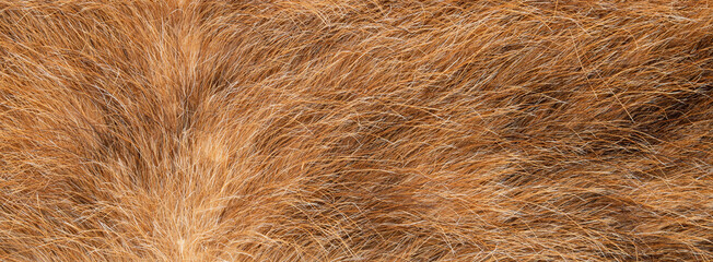 close up photo of brown fur texture background	