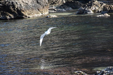 Seagulls in the Sea of Japan in spring