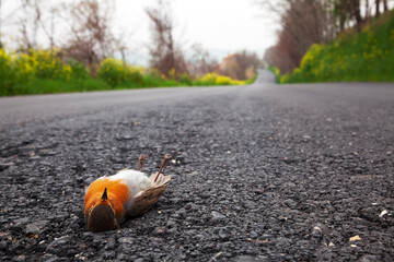 Traffic Animal Victim on a Road