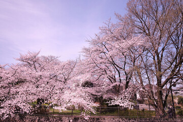 満開に花を咲かせた公園の桜の木