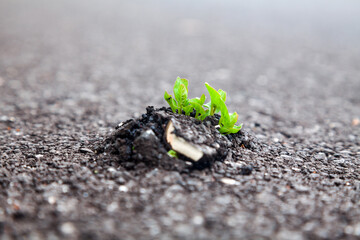 Life Fight for Survive