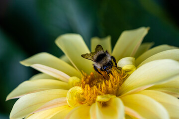 A bee on a yellow flower in close-up