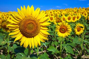 Sunflowers Sunflowers