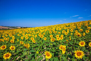 Obraz premium Sunflowers infinity fields in Europe
