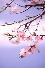 Obraz na płótnie Canvas 満開に花を咲かせた公園の桜の木