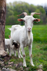 Naklejka na ściany i meble Goat Front Full Length View portrait 