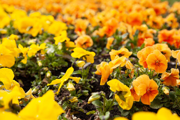 Pansies in the park.