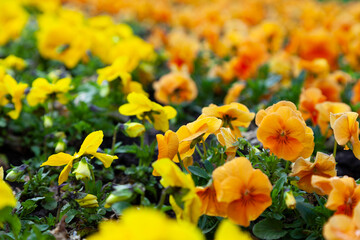 Pansies in the park.