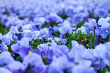 Fototapeta premium Pansies in the park.