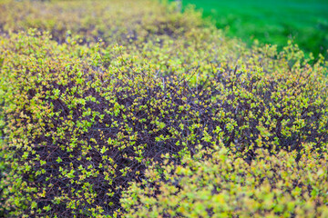 A living fence in the park.