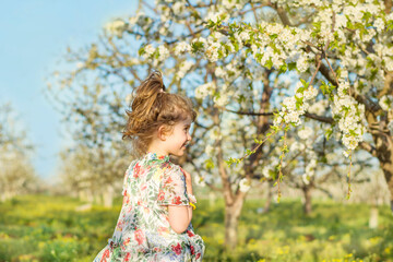 Cute children girl  with dress walking on a meadow with   blooming cherry tree .Spring time 