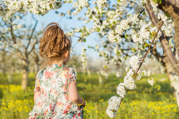 Fototapeta na wymiar Cute children girl with dress walking on a meadow with blooming cherry tree .Spring time 